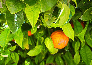 Orange Tree