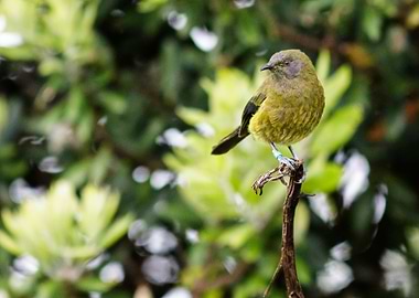Bellbird on Lookout