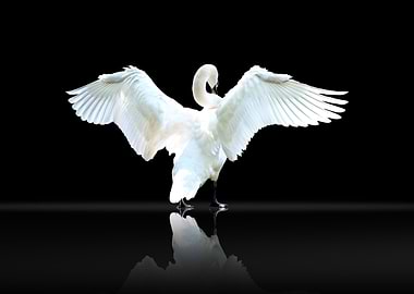 Graceful White Swan