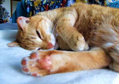 Sleepy Ginger cat