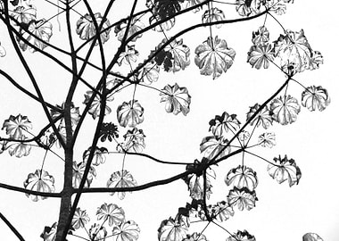 Drawn leaves