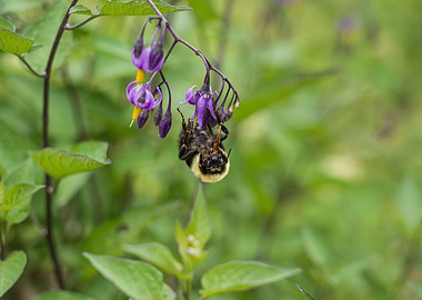 Bumblebee vs nightshade 2