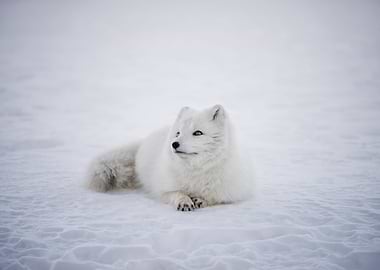 White Fox Lying In Snow