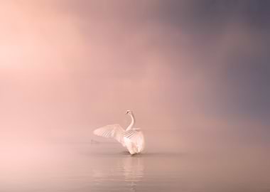 Swan Lake