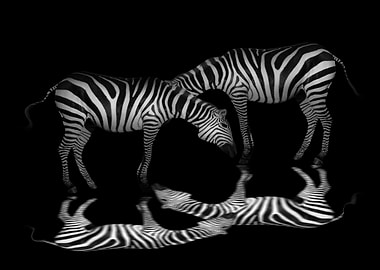 Zebras