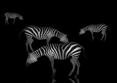 Zebras