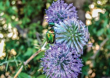 Purple Coexistant Dreams