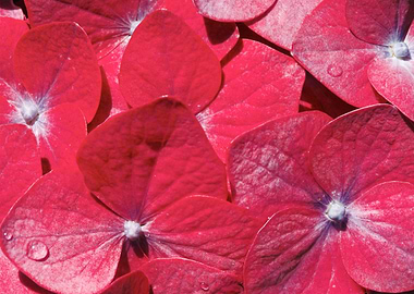 Hydrangea closeup