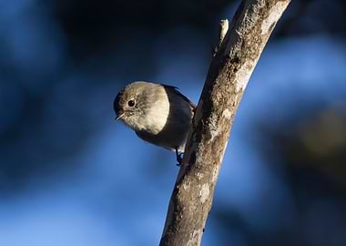 North Island Tomtit