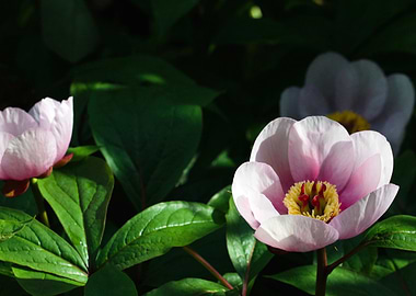 Invitation 4 Meditation 3