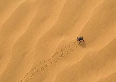 beetle on desert sand dune