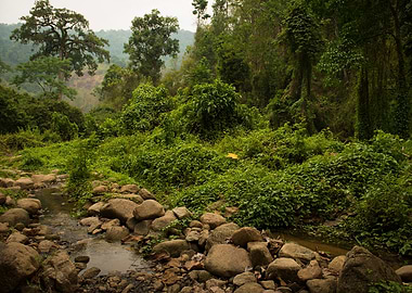 Lush Jungle in Thailand