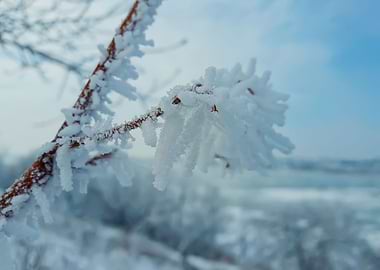 hoar frost