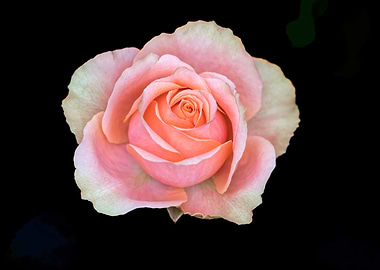 pink rose on texture
