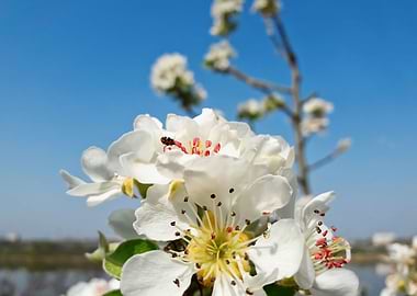 pear flowers