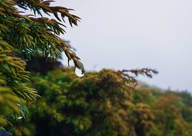 coniferous dew drops