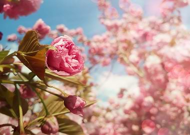 sakura bloom
