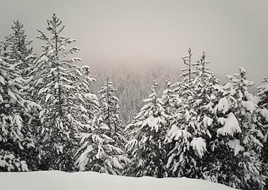 Snow covered fir forest