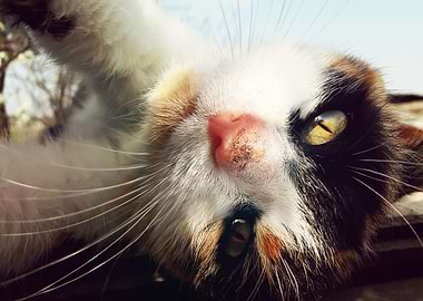 Playful domestic cat