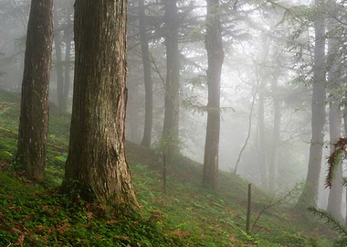 Fog lock forest