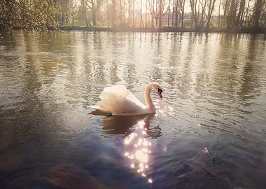 majestic white swan