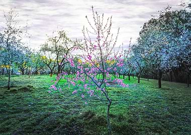 Pink almond tree