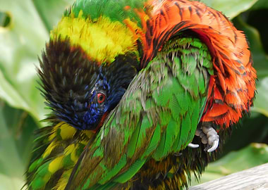 Colorful Bird 4