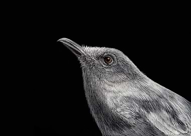 Oriental magpie robin