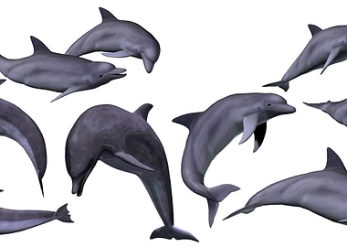 A School of Dolphins