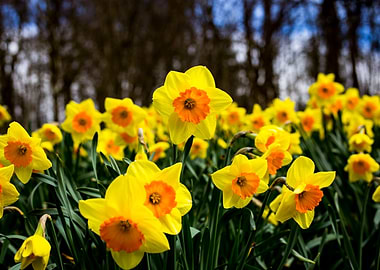 Daffodils
