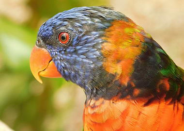 Colorful Bird 1