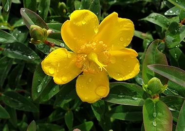 Wet yellow flower