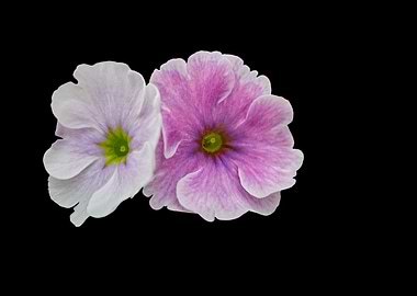 isolated petunia flower