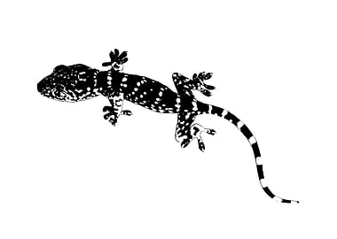 Gecko