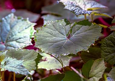 leaves and dew in the wood