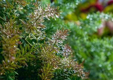 Early Morning Droplets