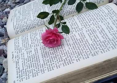 Pink rose in the book
