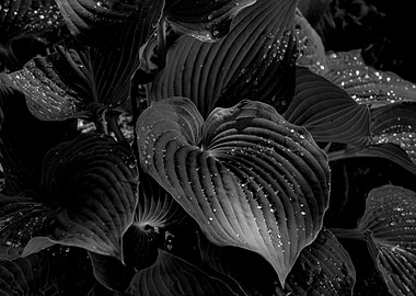 Hostas and Raindrops