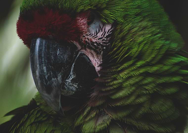 Green Macaw