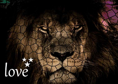 Lion King of The Jungle