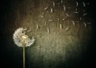 dandelion