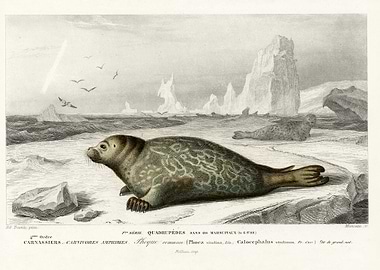 Phoca Illustrated By Charl