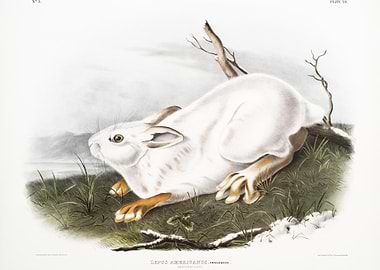 Northern Hare In Winter Le