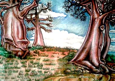 Baobab Trees