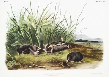 Townsend39S Shrew Mole Sca