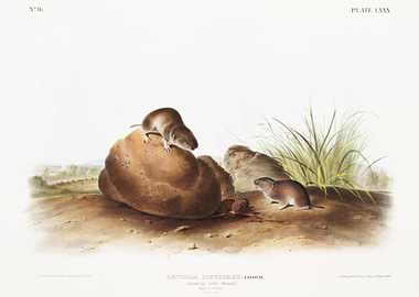 Lecontes Pine Mouse Arvoco