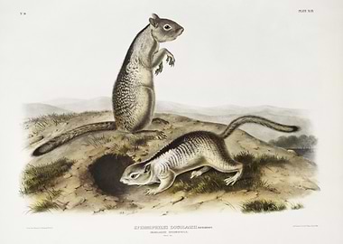 Douglasse39S Spermophile S