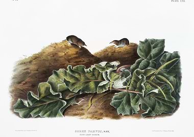 Say39S Least Shrew Sorex P