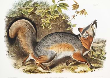 Grey Fox Canis Virginianus