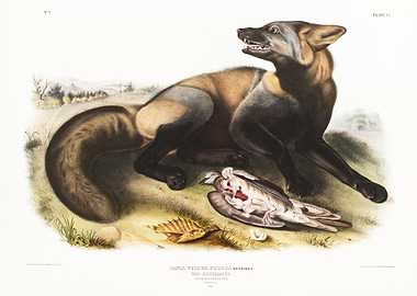 American CrossFox Canis Vu